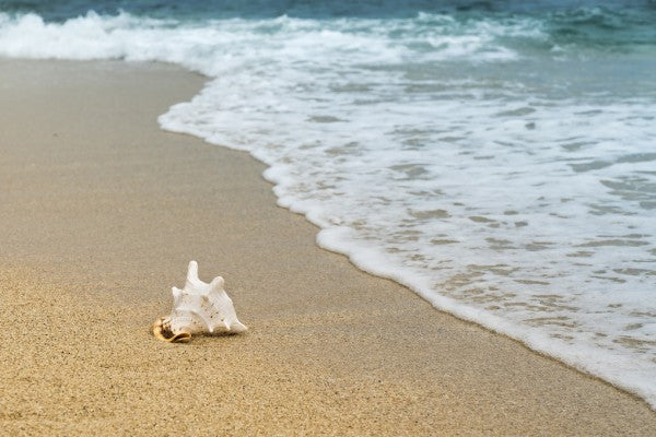 PHOTOWALL / Shellfish in the Sand (e310579)