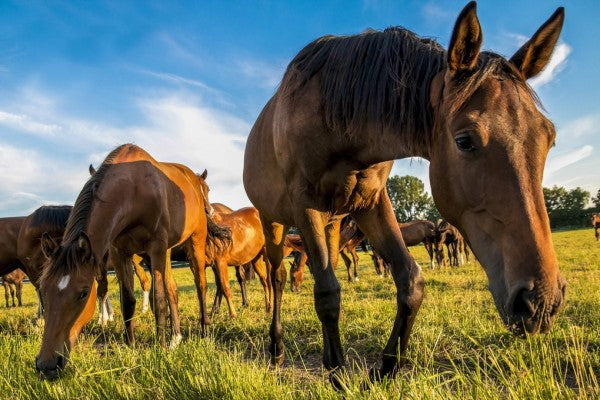 PHOTOWALL / Horses Grazing (e310585)