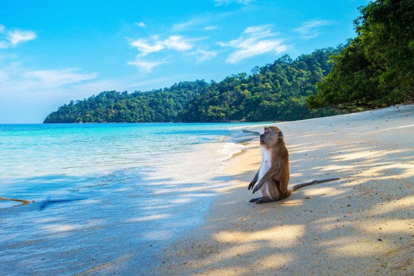 PHOTOWALL / Monkey by the Beach (e310589)