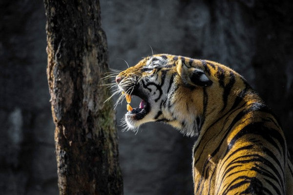PHOTOWALL / Tiger Roaring (e310597)