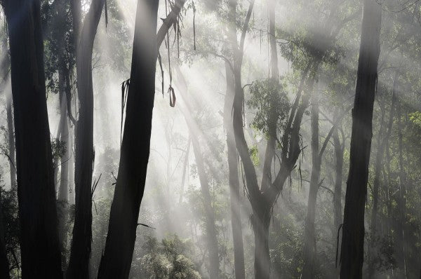 PHOTOWALL / Eucalypt Forest Fog (e310361)