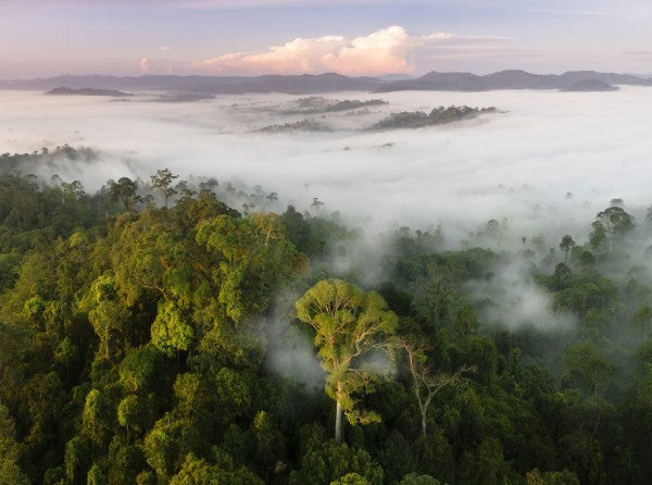 PHOTOWALL / Lowland Rainforest Mist (e310363)