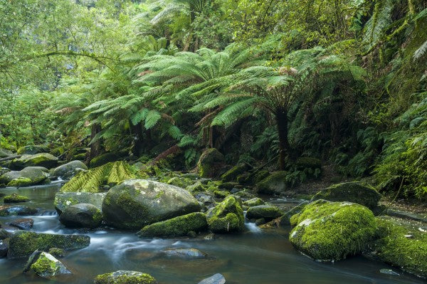 PHOTOWALL / Great Otway National Park (e310366)