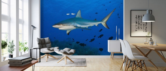 PHOTOWALL / Caribbean Reef Shark (e310369)