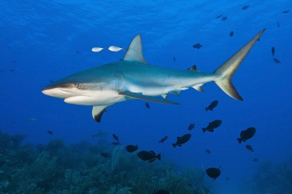 PHOTOWALL / Caribbean Reef Shark (e310369)