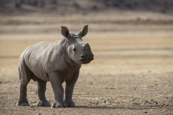 PHOTOWALL / White Rhinoceros Calf (e310371)