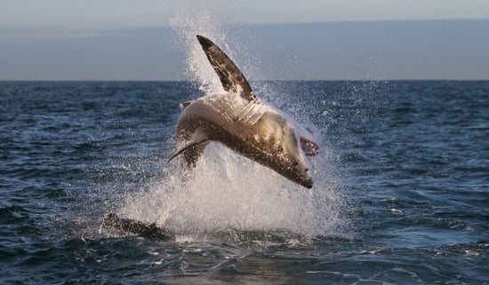 PHOTOWALL / Breaching Great White Shark (e310375)