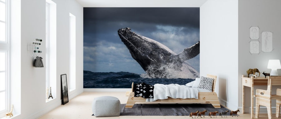 PHOTOWALL / Humpback Whale (e310376)