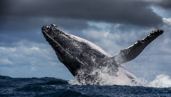 PHOTOWALL / Humpback Whale (e310376)