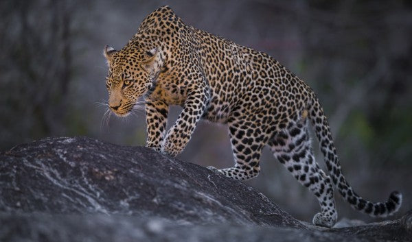 PHOTOWALL / Leopard Male (e310377)