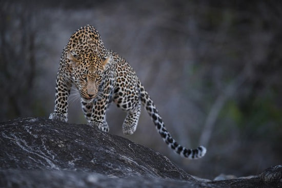 PHOTOWALL / Leopard on a Rock (e310378)