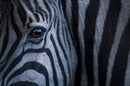 PHOTOWALL / Plains Zebra Close Up (e310385)
