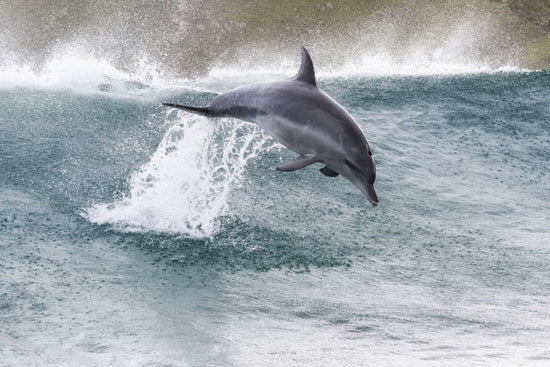 PHOTOWALL / Indo-Pacific Bottlenose Dolphin (e310393)