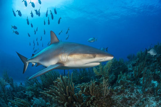 PHOTOWALL / Caribbean Reef Shark (e310396)