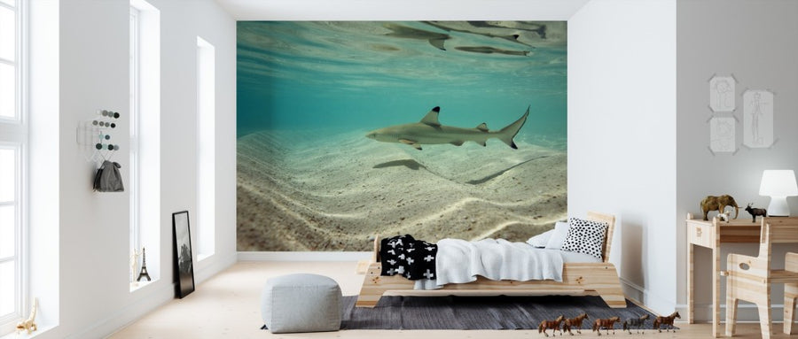 PHOTOWALL / Blacktip Reef Shark (e310398)