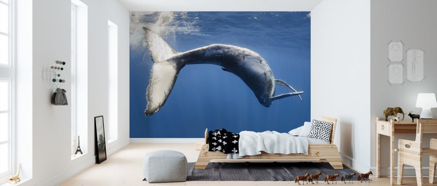 PHOTOWALL / Humpback Whale (e310399)