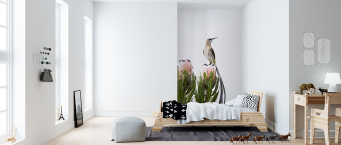 PHOTOWALL / Cape Sugarbird (e310401)