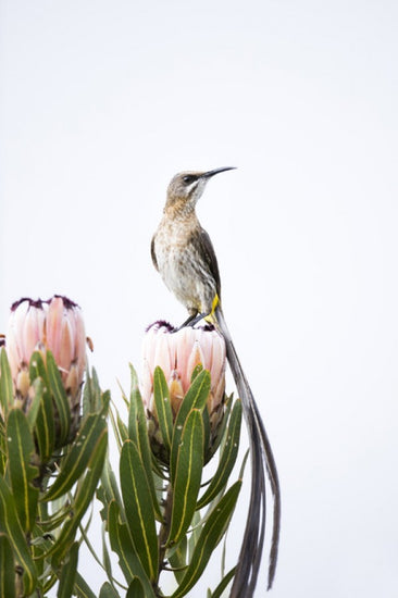 PHOTOWALL / Cape Sugarbird (e310401)