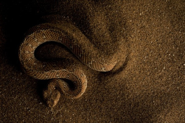 PHOTOWALL / Peringuey's Adder (e310407)