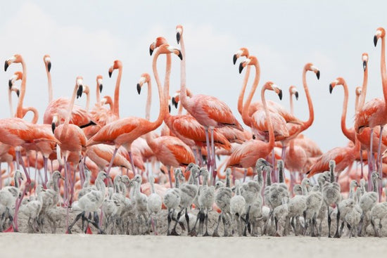 PHOTOWALL / Caribbean Flamingo (e310408)