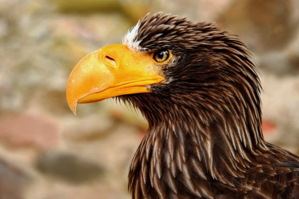 PHOTOWALL / Majestic Eagle (e310614)