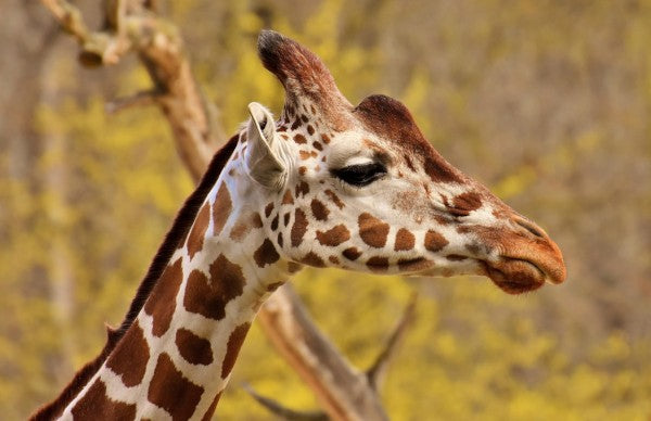 PHOTOWALL / Giraffe (e310615)