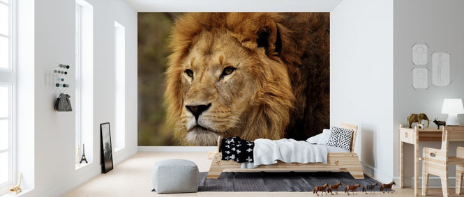 PHOTOWALL / Lion Staring (e310618)