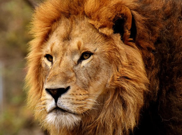PHOTOWALL / Lion Staring (e310618)