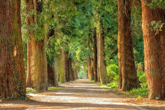 PHOTOWALL / Pathway Between Trees (e310656)