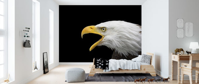 PHOTOWALL / Bald Eagle (e310657)
