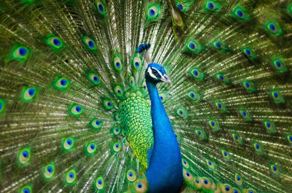PHOTOWALL / Peacock Feathers (e310658)