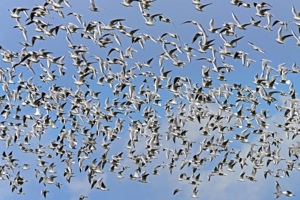 PHOTOWALL / Flock of Birds (e310659)
