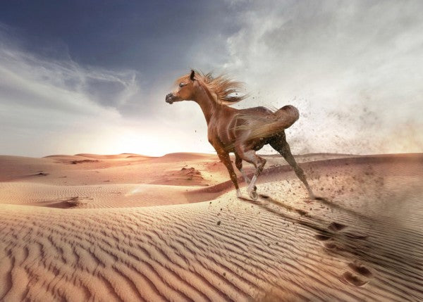PHOTOWALL / Running Horse in the Desert (e310662)