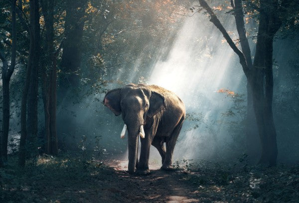 PHOTOWALL / Elephant in the Woods (e310663)