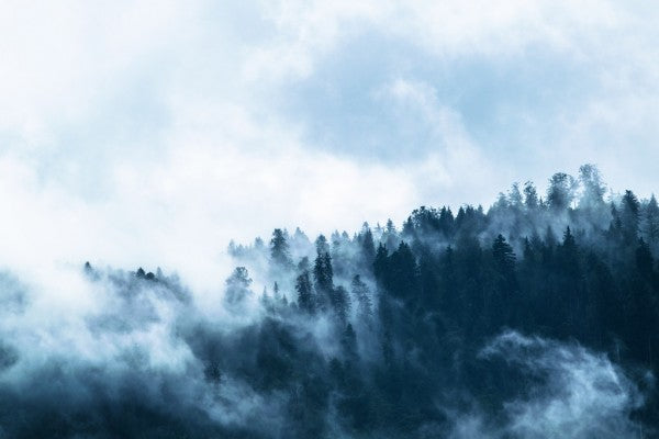 PHOTOWALL / Fog in the Forest (e310665)