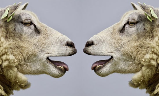 PHOTOWALL / Sheep Bleat (e310672)