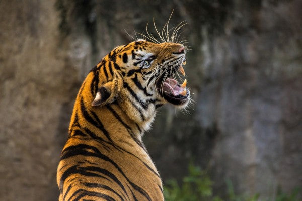PHOTOWALL / Roaring Tiger (e310675)