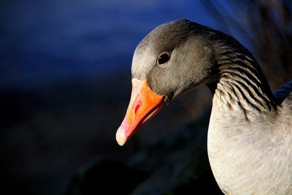 PHOTOWALL / Greylag Goose (e310632)