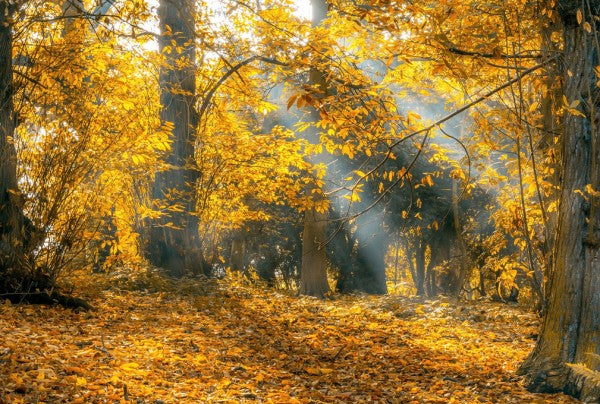 PHOTOWALL / Yellow Autumn Leaves (e310634)