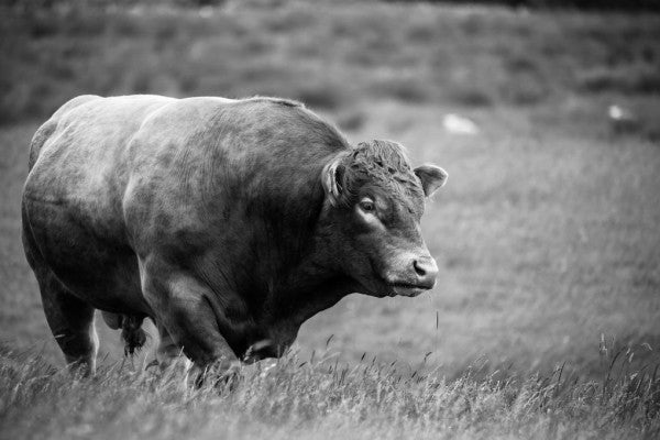 PHOTOWALL / The Bull (e310635)