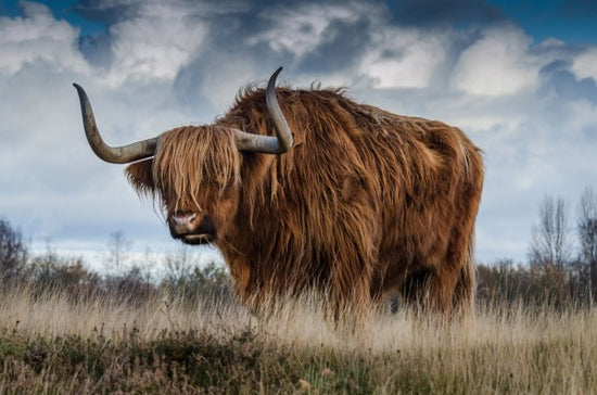 PHOTOWALL / Bull Grazing in the Meadow (e310636)