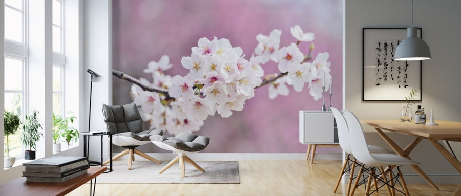 PHOTOWALL / Beautiful Cherry Blossoms (e310642)