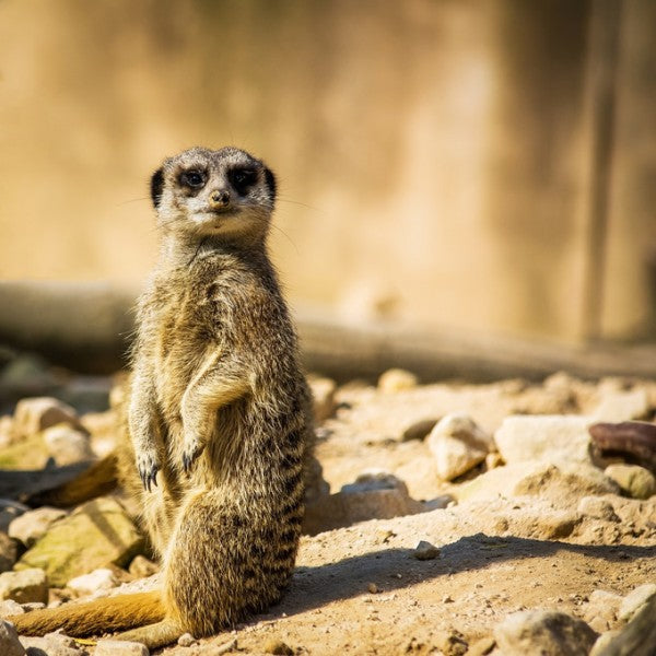 PHOTOWALL / Standing Meerkat (e310643)