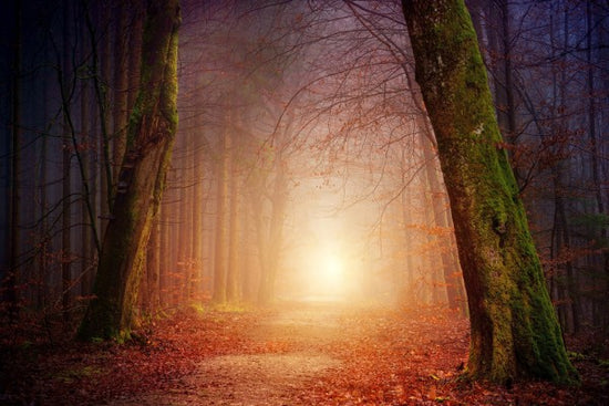 PHOTOWALL / Mystical Forest Path (e310644)