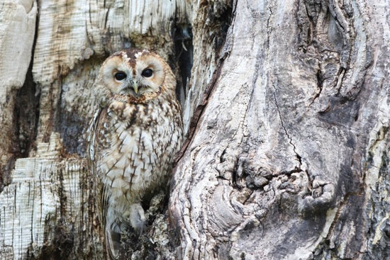 PHOTOWALL / Camouflage Owl (e310645)