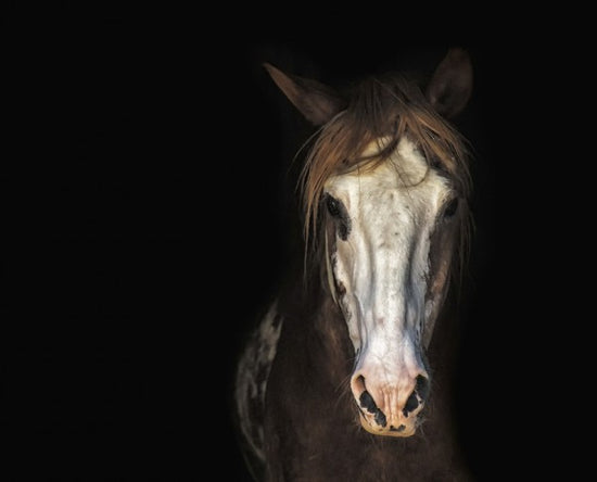PHOTOWALL / Horse in the Dark (e310687)