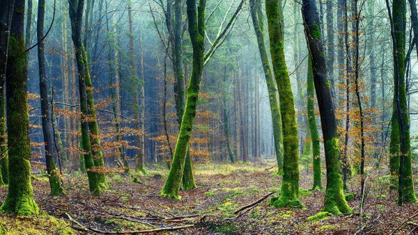 PHOTOWALL / The Forest (e310690)
