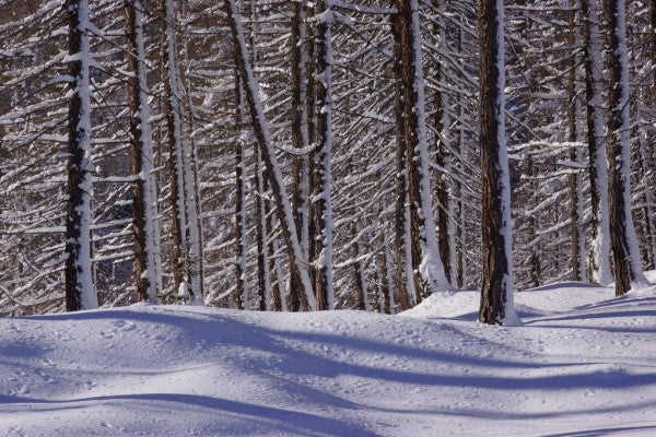 PHOTOWALL / Frozen Woods (e310696)
