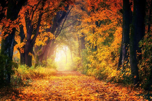 PHOTOWALL / Forest Path (e310761)