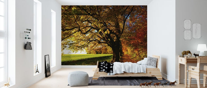 PHOTOWALL / Forest Trail and Field (e310776)
